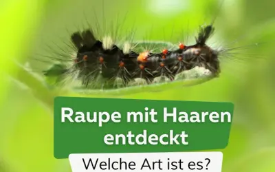 Eine schwarze Raupe mit Haaren, roten Punkten und weißen Büscheln auf einem Blatt. Sie ist Teil einer Entdeckung, die zur Identifizierung der Art anregt.