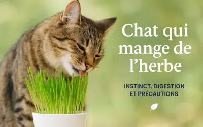 Un chat tigré mange de l'herbe fraîchement coupée. Découvrez pourquoi les chats mangent de l'herbe : instinct, digestion et précautions.