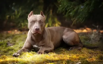 Szlachetny pitbull o brązowej sierści leży na trawie, otoczony zielenią.