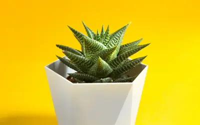 Succulenta Haworthia fasciata in vaso bianco su sfondo giallo. Ideale per chi cerca consigli sulla haworthia fasciata cura.