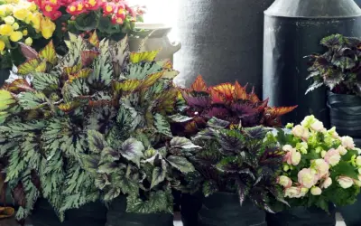 Kolekcja begonia odmiany w doniczkach. Liście w odcieniach zieleni, srebra, czerwieni i fioletu. W tle kwitnące begonie w kolorach żółtym i różowym.