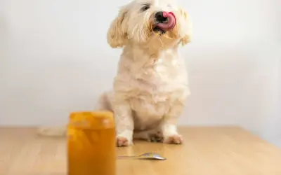 Un adorable chien blanc lèche sa langue, savourant une délicieuse cacahuète. Un pot de beurre de cacahuète est visible.