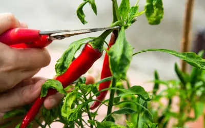 En hand klipper av en röd trinidad chili från en planta.