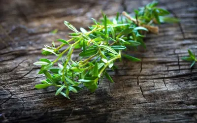 Gałązka świeżego czubru, z drobnymi, zielonymi listkami, leży na chropowatej, drewnianej powierzchni.