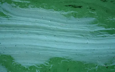 Smugi sinic w jeziorze tworzą zielono-niebieskie wzory na wodzie.