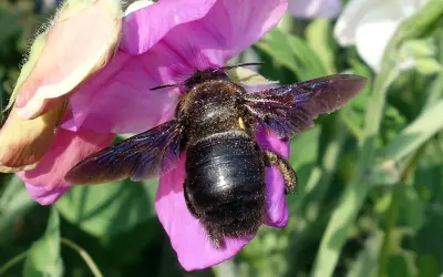 Grosse abeille charpentière sur une fleur rose. Bien que souvent inoffensives, leur taille peut impressionner et susciter un sentiment de danger.