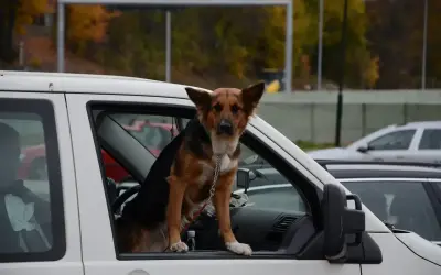 Un chien à poil court, marron et noir, est assis dans la portière ouverte d'une voiture blanche. Il porte un collier vert et une chaîne argentée. Le **filet voiture chien** est visible derrière lui.