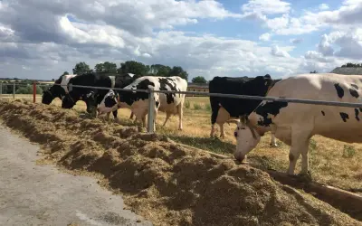 Krowy jedzą paszę z dodatkiem tlenku magnezu dla bydła.