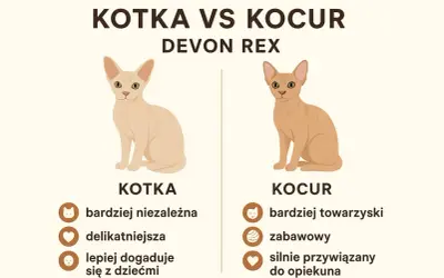 Jak rozpoznać kota od kotki? Porównanie Devon Rex: kotka jest bardziej niezależna, kocur towarzyski.