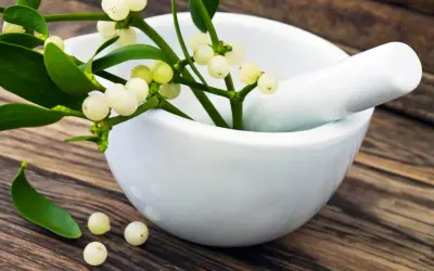 Mistelzweig mit weißen Beeren in Mörser. Informationen zu Misteltherapie Kosten.