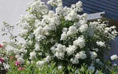 Ein üppiger Strauch mit unzähligen kleinen, weißen Blüten, der an eine rosa multiflora erinnert, blüht vor einer weißen Hauswand.