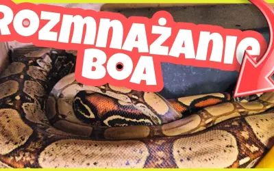 Jak rodzą się węże? Odkryj fascynujące metody ich rozmnażania