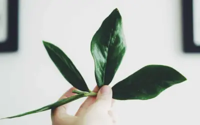 En hand håller en vacker garderobsblomma stickling med tre mörkgröna blad.