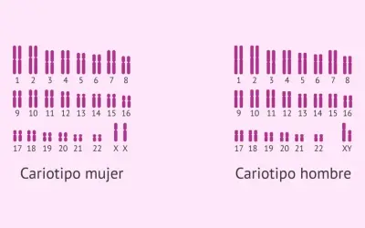 Cariotipo humano femenino (XX) y masculino (XY), mostrando los pares de cromosomas ordenados.