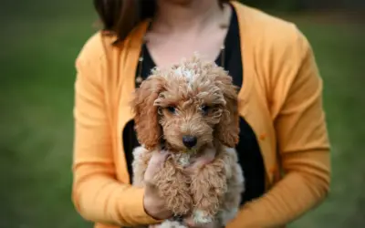 Uroczy goldendoodle mini w objęciach kobiety w żółtym sweterku.