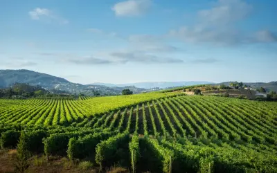 Grüne Weinberge erstrecken sich über Hügel, ein malerischer Anblick, der an den frischen Geschmack von vinho verde erinnert.