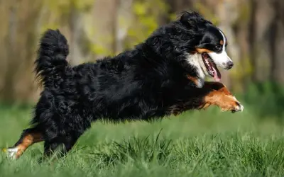 Ein Berner Sennenhund hat einen riesigen **Zoomies hund**-Moment und springt über das grüne Gras, die Zunge hängt heraus.