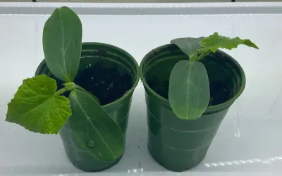 Två små gurkplantor i gröna krukor. Dags att plantera om gurka djupare för bättre rotutveckling.