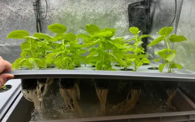 Hydroponisk basilika växer i ett system med synliga rötter. En liten boxfläkt sitter monterad på insidan av odlingstältet.