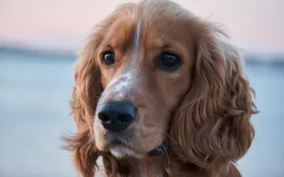 Uroczy cocker spaniel, jedna z wielu odmian tej rasy, z błyszczącymi oczami i falującą sierścią.