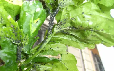 Un'infestazione di cocciniglie nere ricopre i fusti e le foglie di una pianta di basilico, compromettendone la salute.