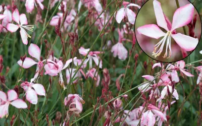 Fleurs de gaura rouge, délicates et rosées, parsemées de gouttes de pluie. L'entretien de ces beautés est simple pour un jardin éclatant.