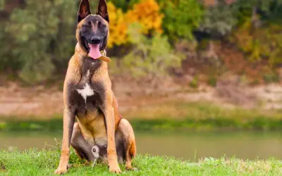 Un majestuoso malinois perro sentado en la hierba, con la lengua fuera y el fondo de un lago y árboles otoñales.
