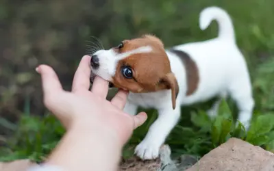 Uroczy szczeniak Jack Russell gryzie palec. Dowiedz się, co zrobić, gdy szczeniak gryzie, aby nauczyć go dobrych manier.