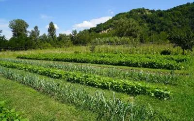 Un rigoglioso orto in permacultura con file ordinate di verdure, tra cui aglio e fagioli, sotto un cielo azzurro.