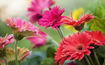 Vibrant gerbera daisies in pink and red bloom, showcasing their delicate petals. Proper gerbera daisy care ensures such stunning displays.
