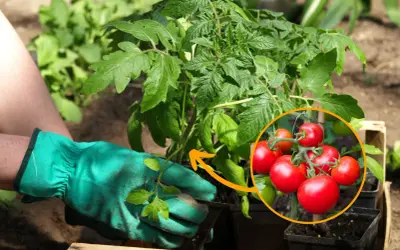 Sadzenie pomidorów koktajlowych do gruntu: przewodnik krok po kroku