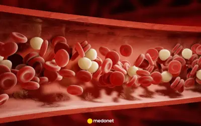 Przekrój naczynia krwionośnego z czerwonymi krwinkami i białymi krwinkami. Płytki krwi norma.