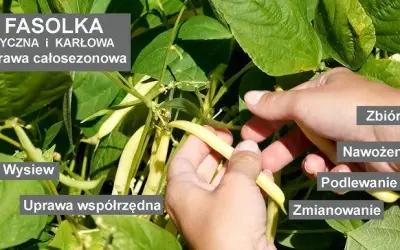 Jak kwitnie fasola i jak zapewnić jej obfite kwitnienie?