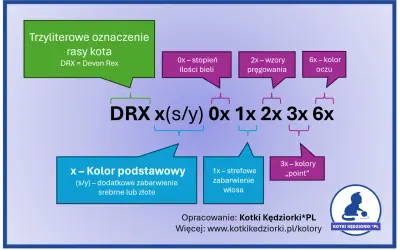 Devon Rex Point - Cechy, pielęgnacja i cena kociaka tej rasy