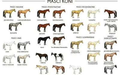 Brązowy koń z czarną grzywą, znany jako gniady, to jeden z podstawowych kolorów sierści koni.