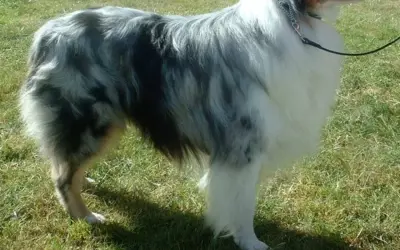 Ein Hund mit blau-grauem und weißem Fell steht auf einer grünen Wiese.