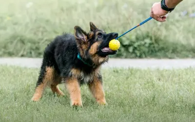 Szczeniak owczarka niemieckiego w szaleńczym pędzie, z żółtą piłeczką w pysku, gotowy na zabawę. Zoomies u psa to czysta radość!
