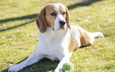 Jak wytresować beagle: sprawdzone metody, które przynoszą efekty