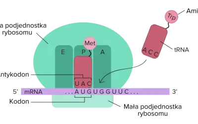 Proces translacji: rybosom odczytuje mRNA, tRNA z tryptofanem (Trp) dopasowuje się do kodonu.