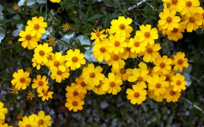 Un bouquet de soucis fleurs jaunes éclatantes illumine le feuillage sombre.