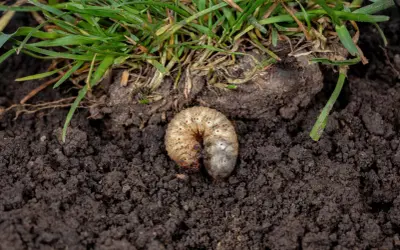 Gruba, biała larwa chrabąszcza majowego w ziemi, tuż pod trawą.