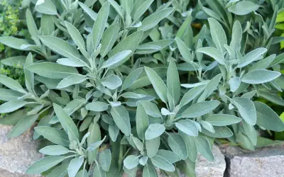 Plantes de sauge en culture, leurs feuilles veloutées et grises se déploient sur un lit de pierres.