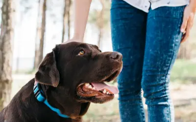 Un perro labrador marrón con collar azul recibe una caricia en la cabeza. ¡Un ejemplo de adiestramiento de perros gratis y exitoso!