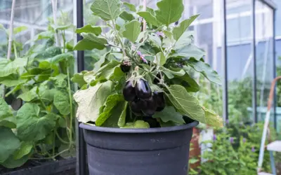 En planta med mörka auberginer växer i en svart kruka. Det är en fin illustration av hur man kan odla aubergine i kruka.