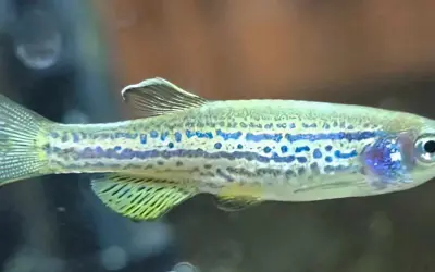 Małe, błyszczące rybki akwariowe danio z niebieskimi plamkami pływają w akwarium.