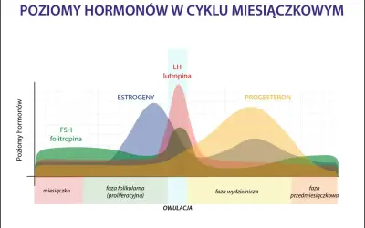 Wykres pokazuje poziomy hormonów w cyklu. Po owulacji, w fazie lutealnej, progesteron rośnie, wpływając na samopoczucie.