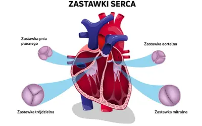 Schemat przedstawia budowę serca człowieka z zaznaczonymi zastawkami: pnia płucnego, aortalną, trójdzielną i mitralną.