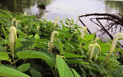 Plantes de Saururus cernuus aux fleurs blanches en forme de queue de renard, au bord d'une rivière calme.