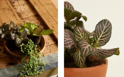 Close-up of a Fittonia plant with striking pink veins on dark green leaves. This plant is not toxic to cats, offering peace of mind for pet owners.