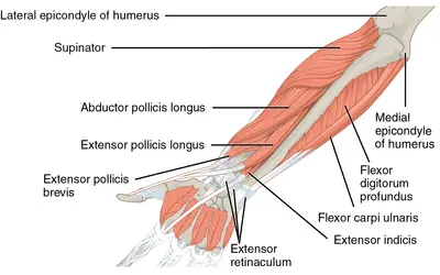 Anatomia przedramienia: mięśnie prostowniki i zginacze, kości ramienia i nadgarstka.